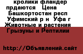 кролики фландер прдаются › Цена ­ 600 - Башкортостан респ., Уфимский р-н, Уфа г. Животные и растения » Грызуны и Рептилии   